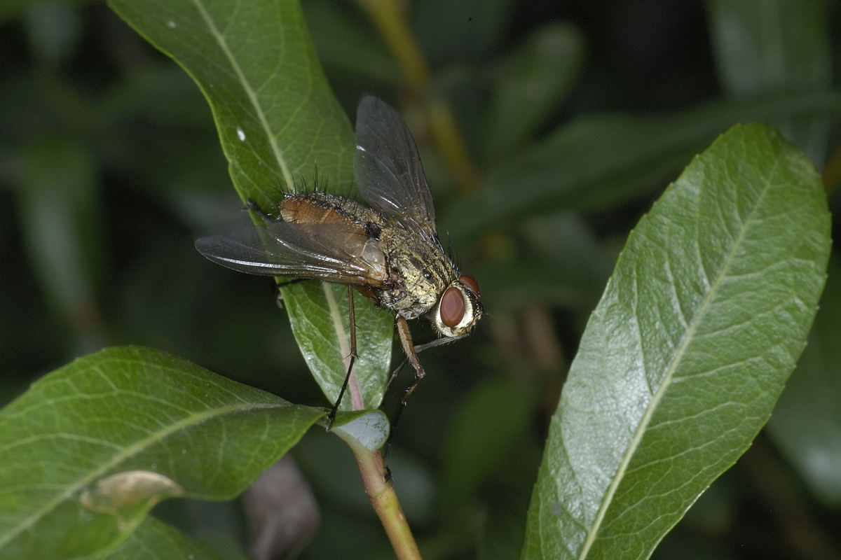 Tachinide: Syphona sp.